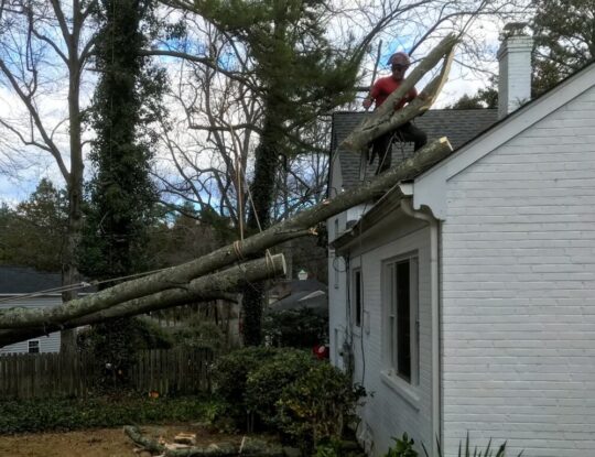Emergency Tree Removal-Greenacres Tree Trimming and Tree Removal Services-We Offer Tree Trimming Services, Tree Removal, Tree Pruning, Tree Cutting, Residential and Commercial Tree Trimming Services, Storm Damage, Emergency Tree Removal, Land Clearing, Tree Companies, Tree Care Service, Stump Grinding, and we're the Best Tree Trimming Company Near You Guaranteed!