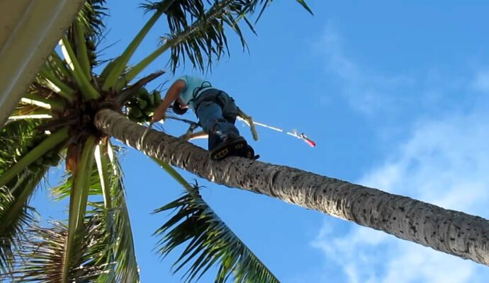 Palm Tree Trimming & Palm Tree Removal Services-Greenacres Tree Trimming and Tree Removal Services-We Offer Tree Trimming Services, Tree Removal, Tree Pruning, Tree Cutting, Residential and Commercial Tree Trimming Services, Storm Damage, Emergency Tree Removal, Land Clearing, Tree Companies, Tree Care Service, Stump Grinding, and we're the Best Tree Trimming Company Near You Guaranteed!