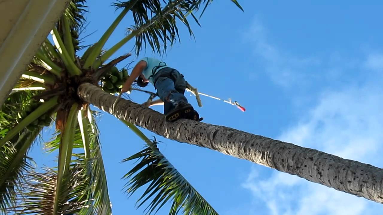 Palm Tree Trimming & Palm Tree Removal Services-Greenacres Tree Trimming and Tree Removal Services-We Offer Tree Trimming Services, Tree Removal, Tree Pruning, Tree Cutting, Residential and Commercial Tree Trimming Services, Storm Damage, Emergency Tree Removal, Land Clearing, Tree Companies, Tree Care Service, Stump Grinding, and we're the Best Tree Trimming Company Near You Guaranteed!