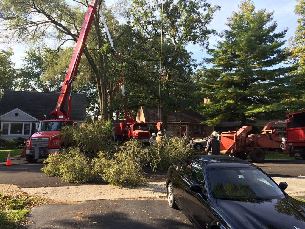 Residential Tree Services-Greenacres Tree Trimming and Tree Removal Services-We Offer Tree Trimming Services, Tree Removal, Tree Pruning, Tree Cutting, Residential and Commercial Tree Trimming Services, Storm Damage, Emergency Tree Removal, Land Clearing, Tree Companies, Tree Care Service, Stump Grinding, and we're the Best Tree Trimming Company Near You Guaranteed!