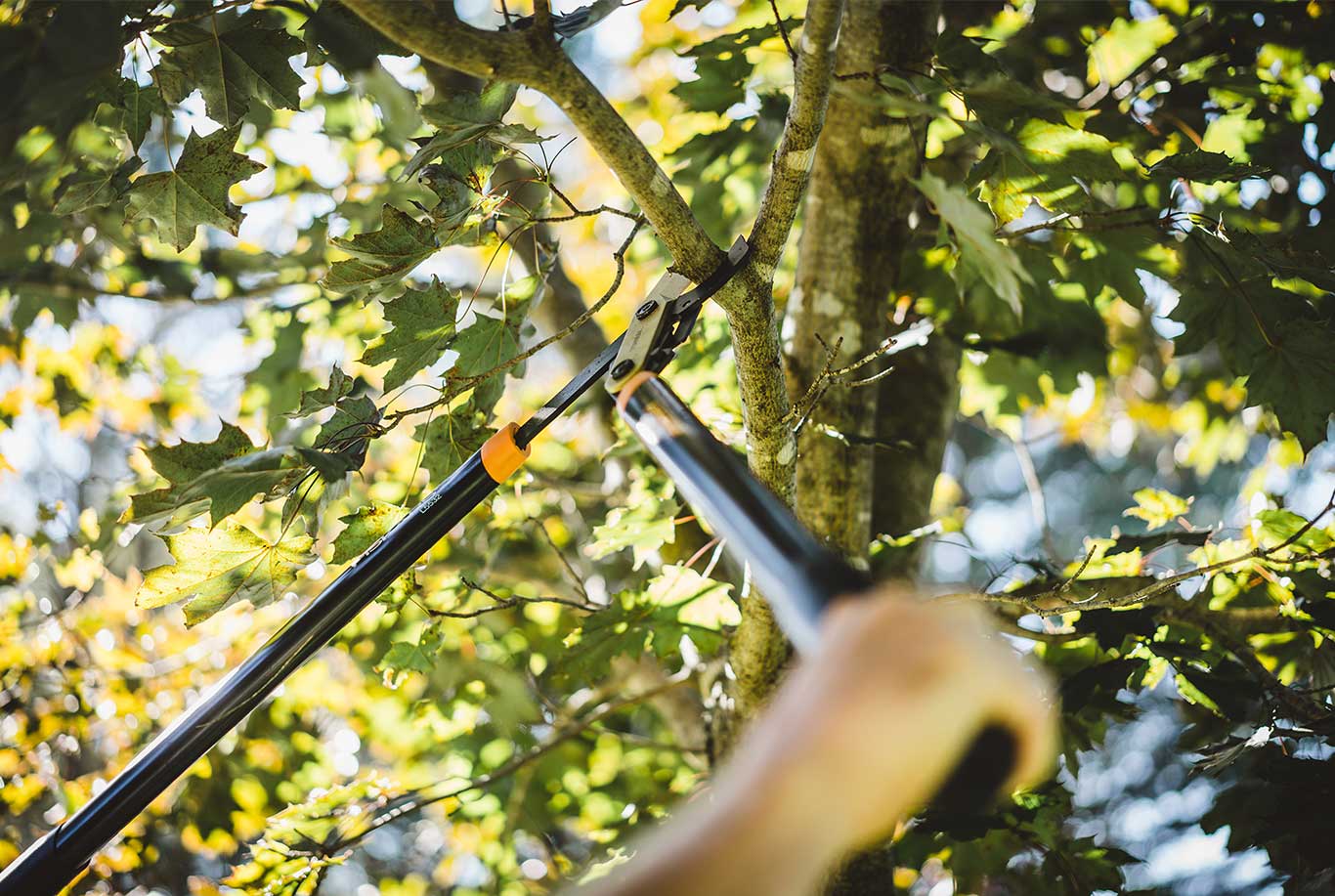 Tree Pruning-Greenacres Tree Trimming and Tree Removal Services-We Offer Tree Trimming Services, Tree Removal, Tree Pruning, Tree Cutting, Residential and Commercial Tree Trimming Services, Storm Damage, Emergency Tree Removal, Land Clearing, Tree Companies, Tree Care Service, Stump Grinding, and we're the Best Tree Trimming Company Near You Guaranteed!