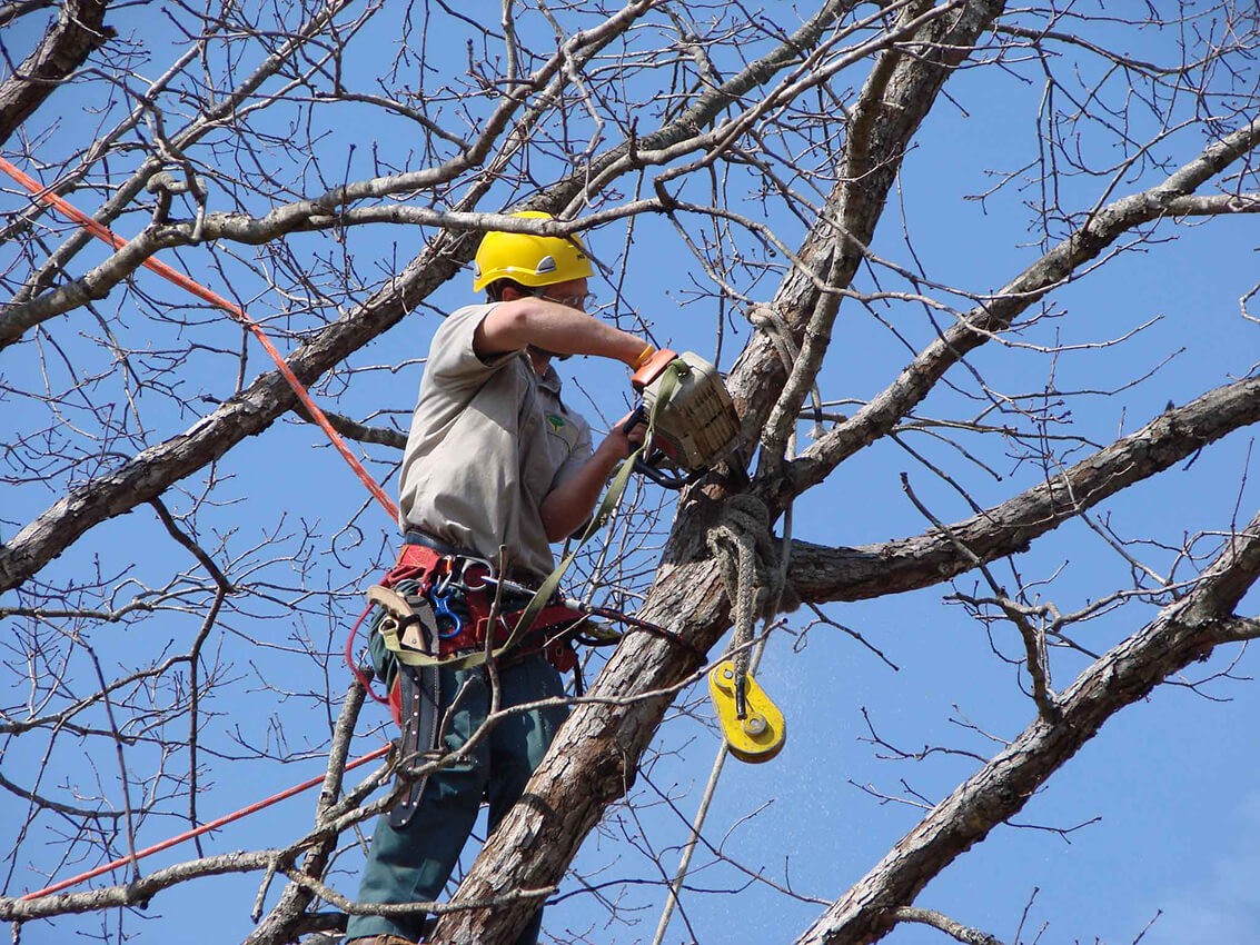Tree Trimming Services-Greenacres Tree Trimming and Tree Removal Services-We Offer Tree Trimming Services, Tree Removal, Tree Pruning, Tree Cutting, Residential and Commercial Tree Trimming Services, Storm Damage, Emergency Tree Removal, Land Clearing, Tree Companies, Tree Care Service, Stump Grinding, and we're the Best Tree Trimming Company Near You Guaranteed!