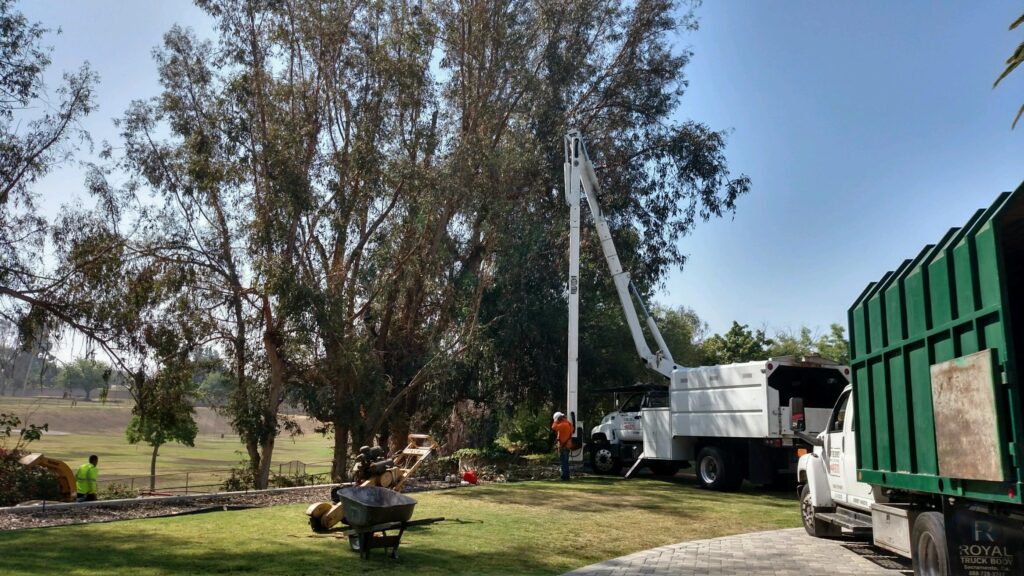Commercial Tree Services Greenacres-Pro Tree Trimming & Removal Team of Greenacres