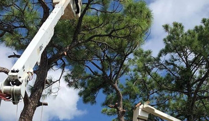Greenacres Commercial Tree Services-Pro Tree Trimming & Removal Team of Greenacres
