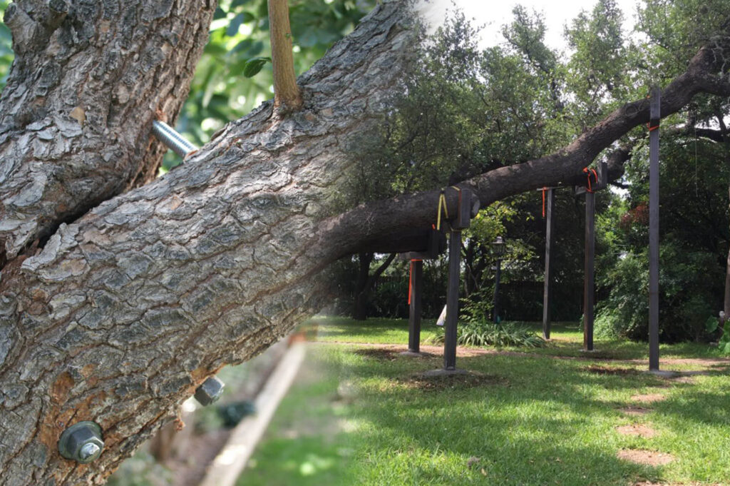 Greenacres Tree Bracing & Tree Cabling-Pro Tree Trimming & Removal Team of Greenacres