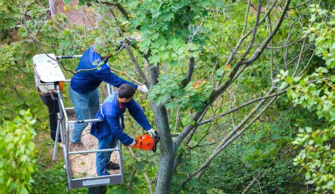 Greenacres Tree Trimming Services-Pro Tree Trimming & Removal Team of Greenacres