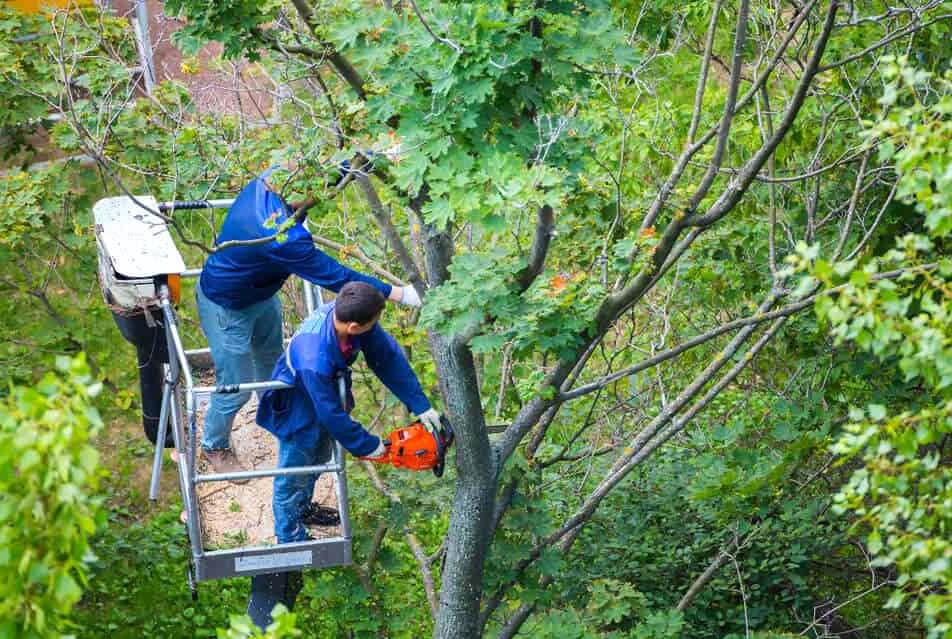 Greenacres Tree Trimming Services-Pro Tree Trimming & Removal Team of Greenacres