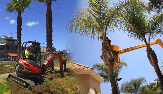 Palm Tree Trimming & Palm Tree Removal Near Me-Pro Tree Trimming & Removal Team of Greenacres