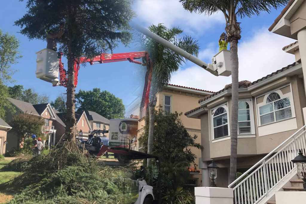 Residential-Tree-Services-Affordable-Pro-Tree-Trimming-Removal-Team-of-Greenacres