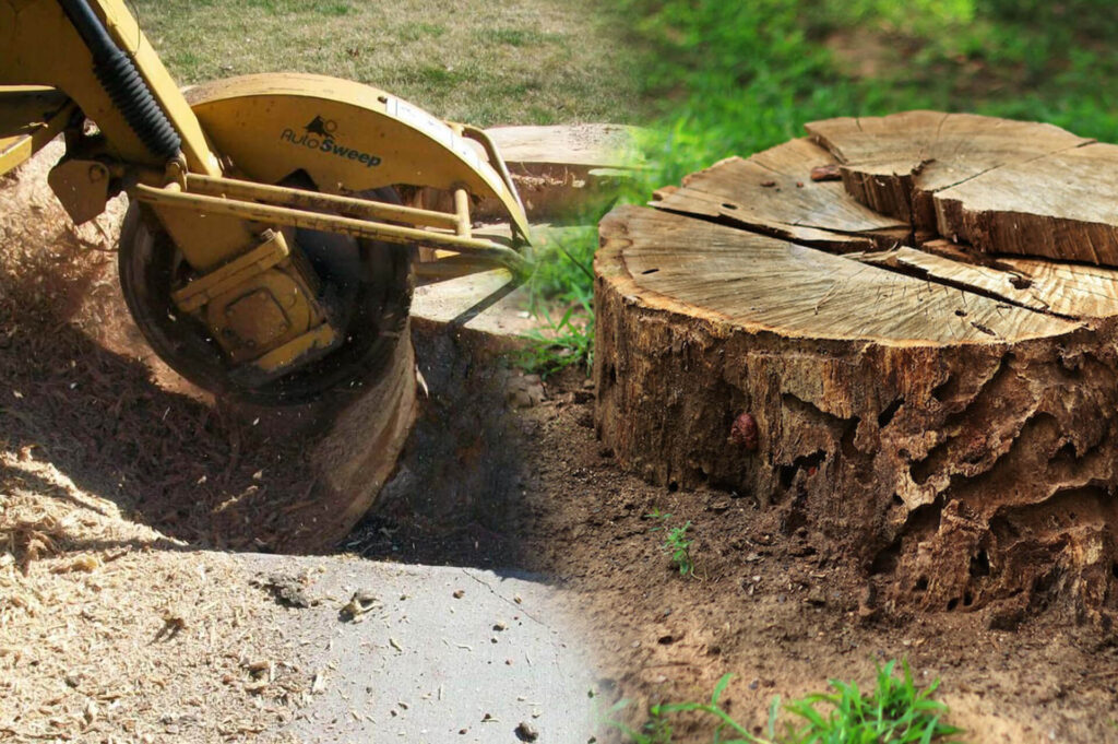 Stump-Grinding-Removal-Affordable-Pro-Tree-Trimming-Removal-Team-of-Greenacres