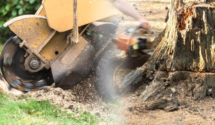 Stump Grinding & Removal Near Me-Pro Tree Trimming & Removal Team of Greenacres