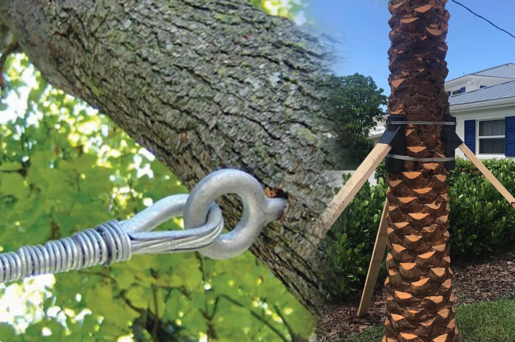 Tree-Bracing-Tree-Cabling-Affordable-Pro-Tree-Trimming-Removal-Team-of-Greenacres