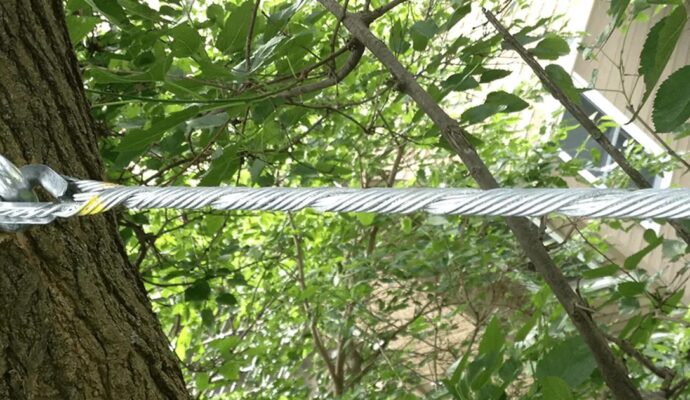 Tree Bracing & Tree Cabling Greenacres-Pro Tree Trimming & Removal Team of Greenacres