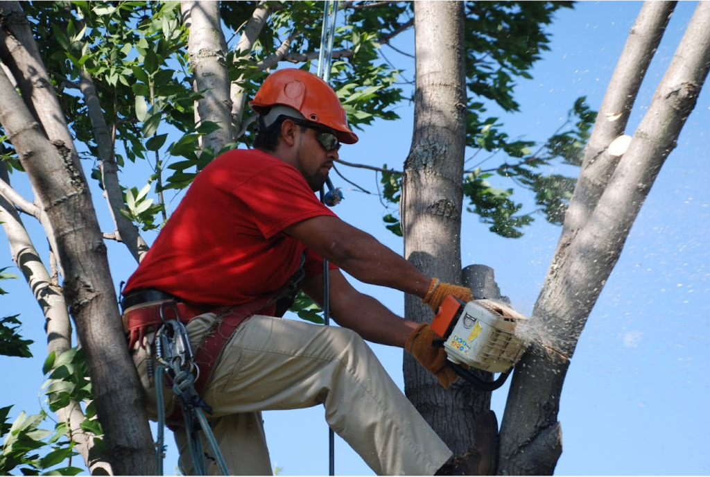 Tree Pruning & Tree Removal Greenacres-Pro Tree Trimming & Removal Team of Greenacres