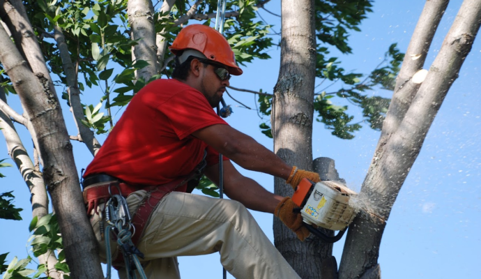 Tree Pruning & Tree Removal Greenacres-Pro Tree Trimming & Removal Team of Greenacres