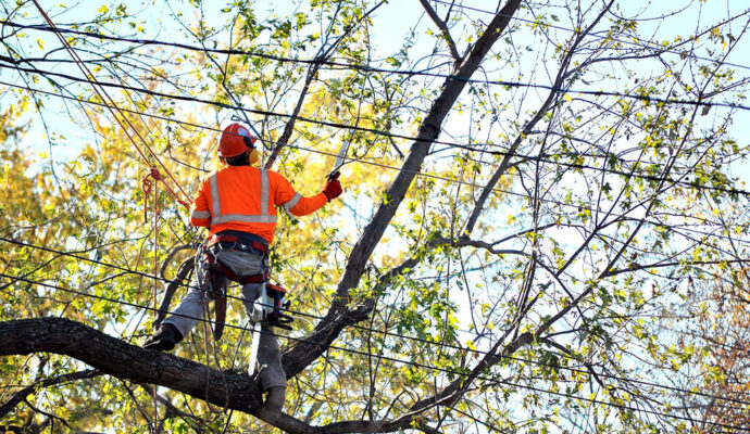 Tree-Trimming-Services-Affordable-Pro-Tree-Trimming-Removal-Team-of Greenacres