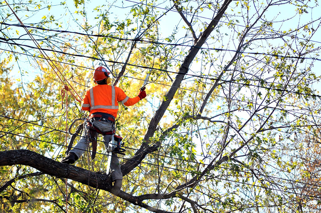 Tree-Trimming-Services-Affordable-Pro-Tree-Trimming-Removal-Team-of Greenacres