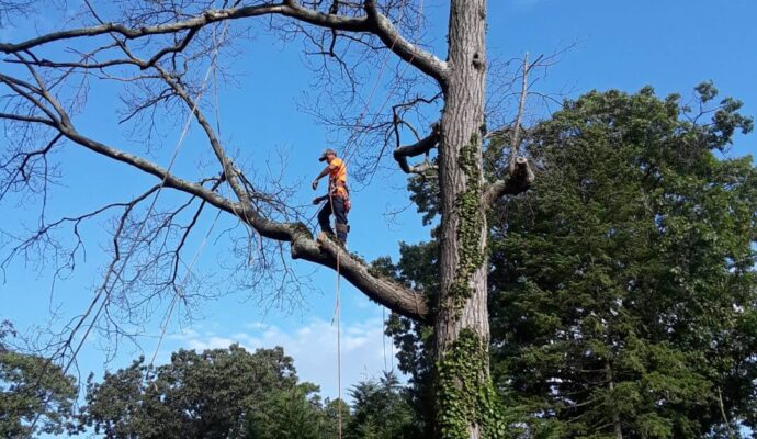 Tree Trimming Services Greenacres-Pro Tree Trimming & Removal Team of Greenacres