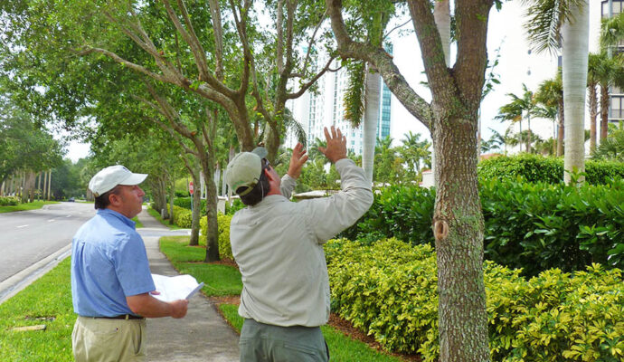 Arborist Consultations-Experts-Pro Tree Trimming & Removal Team of Greenacres