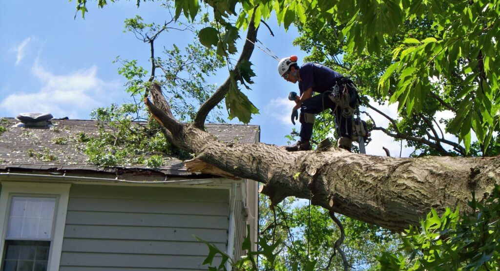 Emergency-Tree-Removal-Services Pro-Tree-Trimming-Removal-Team-of-Greenacres