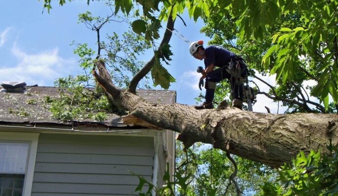 Emergency-Tree-Removal-Services Pro-Tree-Trimming-Removal-Team-of-Greenacres