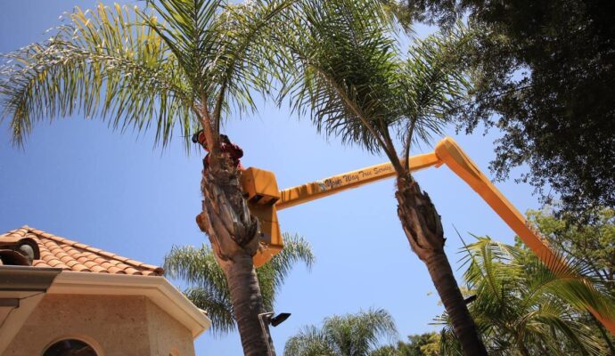 Palm Tree Trimming-Experts-Pro Tree Trimming & Removal Team of Greenacres