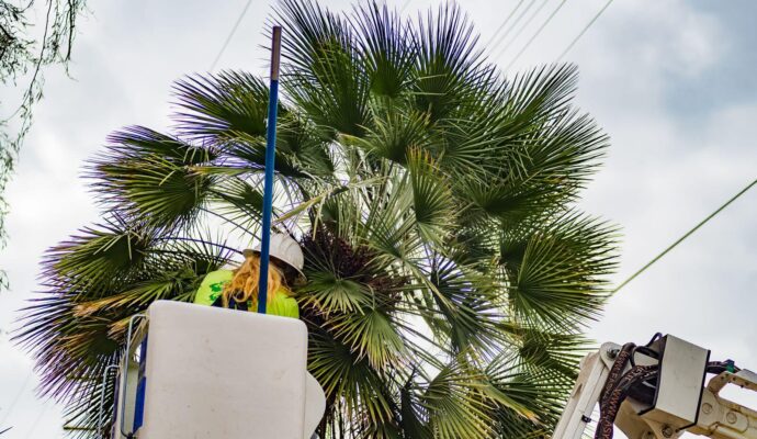 Palm-Tree-Trimming-Palm-Tree-Removal-Services Pro-Tree-Trimming-Removal-Team-of- Greenacres