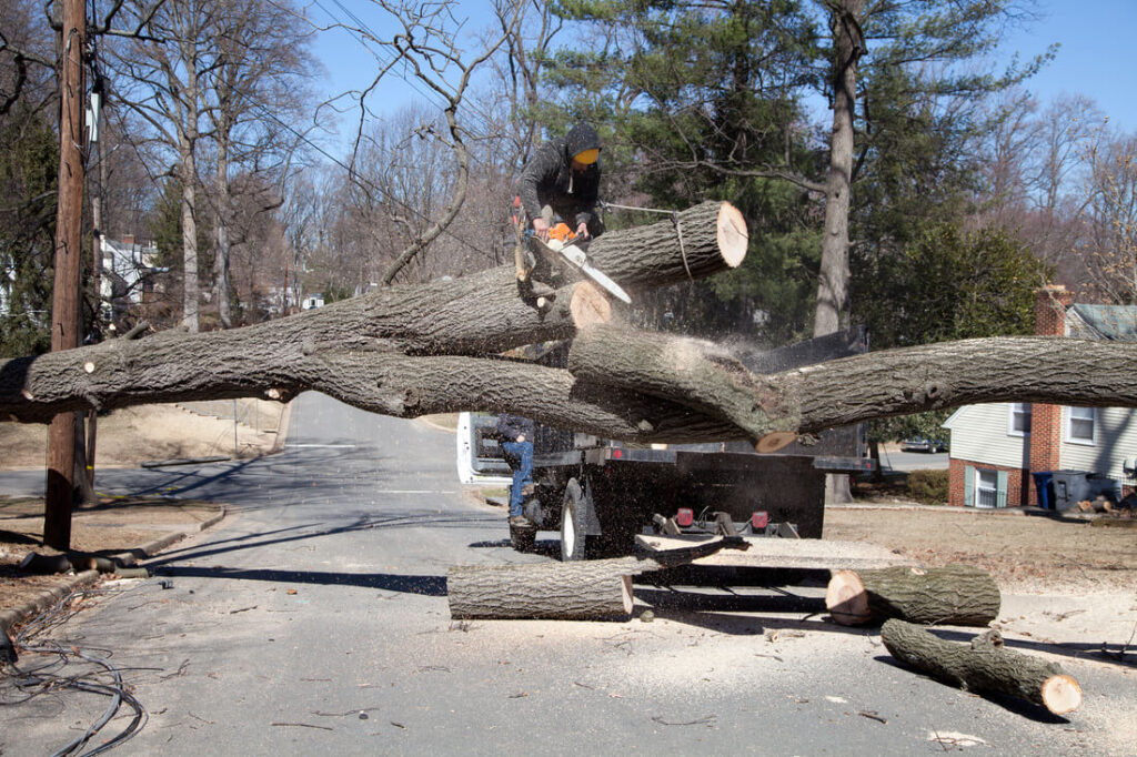 Residential Tree Services-Experts-Pro Tree Trimming & Removal Team of Greenacres