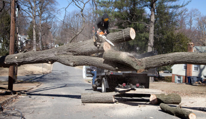 Residential Tree Services-Experts-Pro Tree Trimming & Removal Team of Greenacres