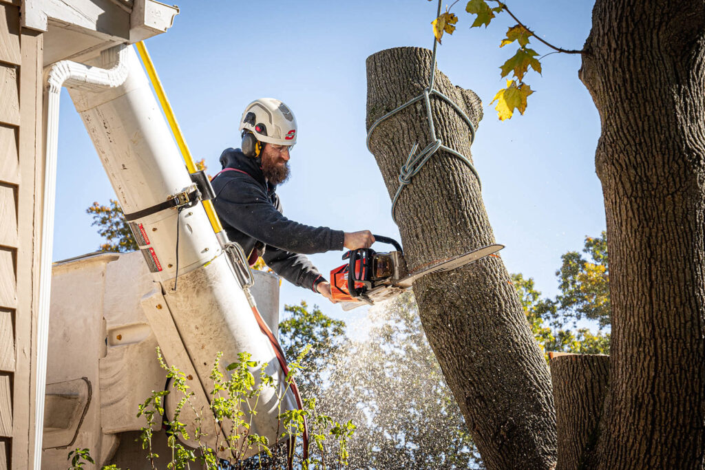 Residential-Tree-Services-Services Pro-Tree-Trimming-Removal-Team-of- Greenacres