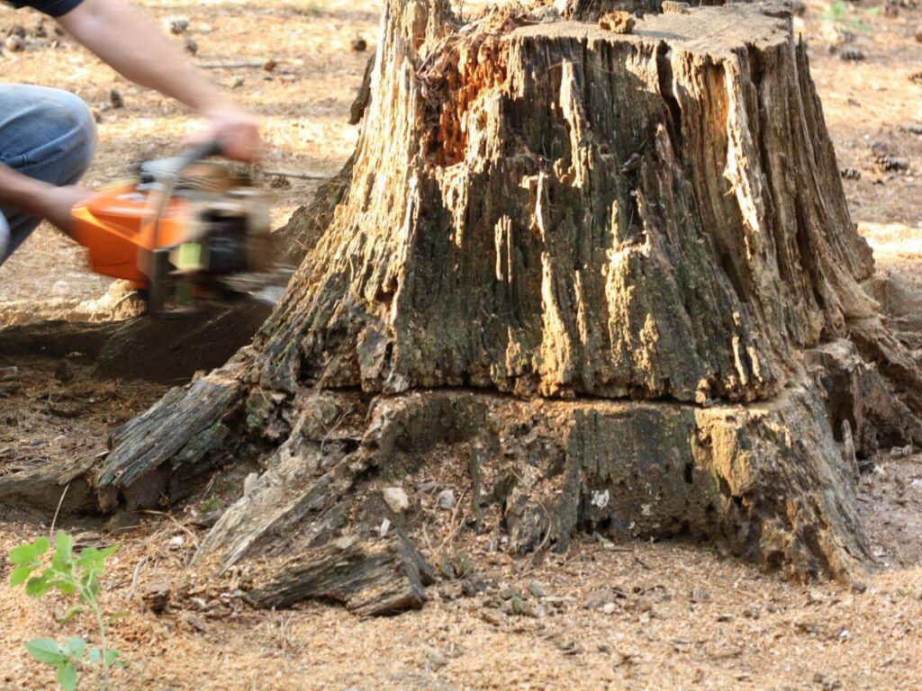 Stump Removal-Experts-Pro Tree Trimming & Removal Team of Greenacres