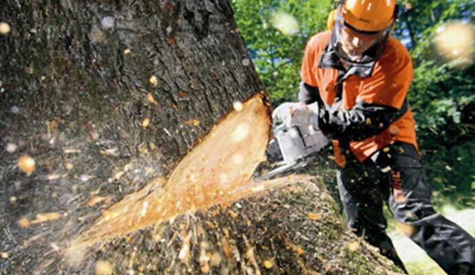 Tree Cutting-Experts-Pro Tree Trimming & Removal Team of Greenacres