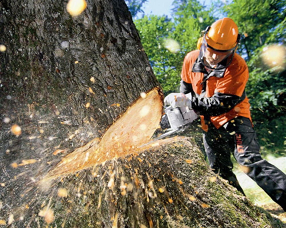 Tree Cutting-Experts-Pro Tree Trimming & Removal Team of Greenacres