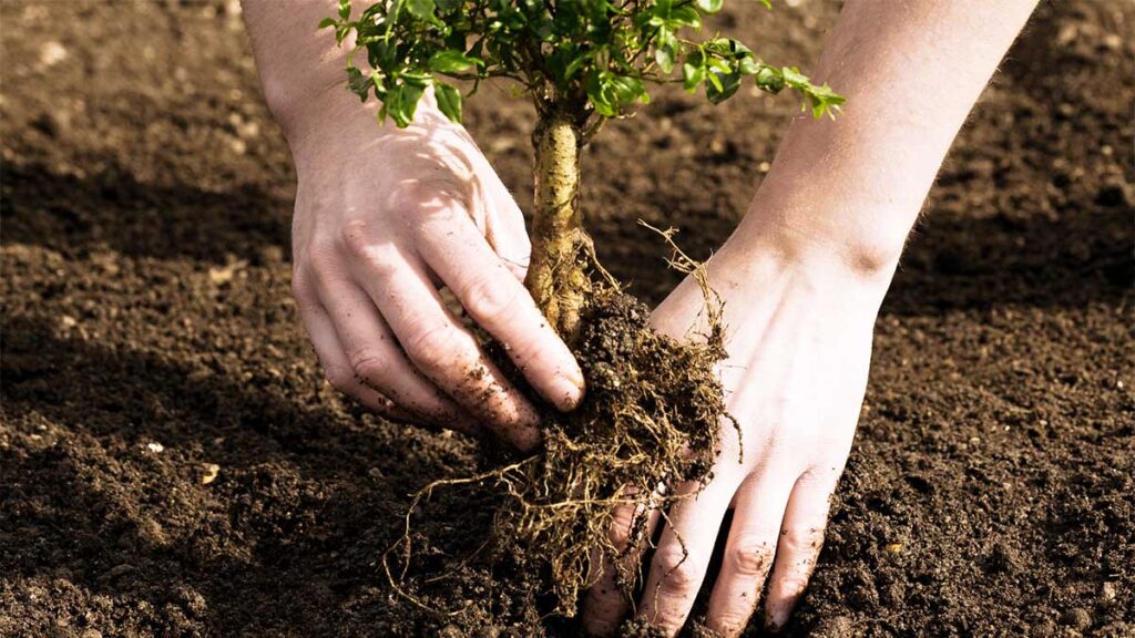 Tree Planting-Pros-Pro Tree Trimming & Removal Team of Greenacres