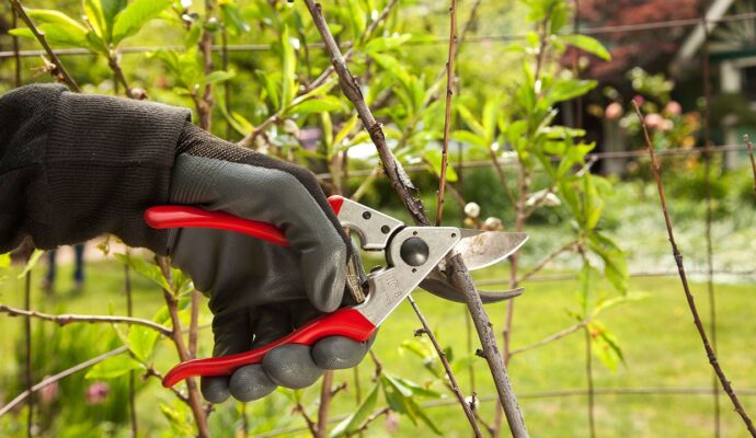 Tree Pruning Pros-Pro Tree Trimming & Removal Team of Greenacres