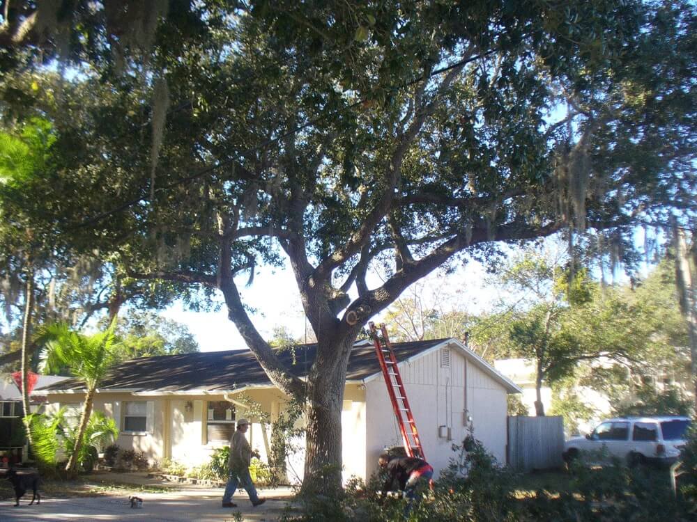 Tree-Pruning-Tree-Removal-Services Pro-Tree-Trimming-Removal-Team-of-Greenacres