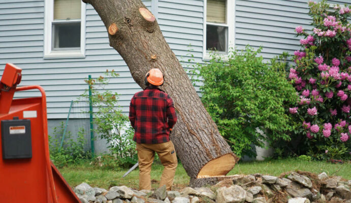 Tree-Removal-Pros-Pro Tree Trimming & Removal Team of Greenacres