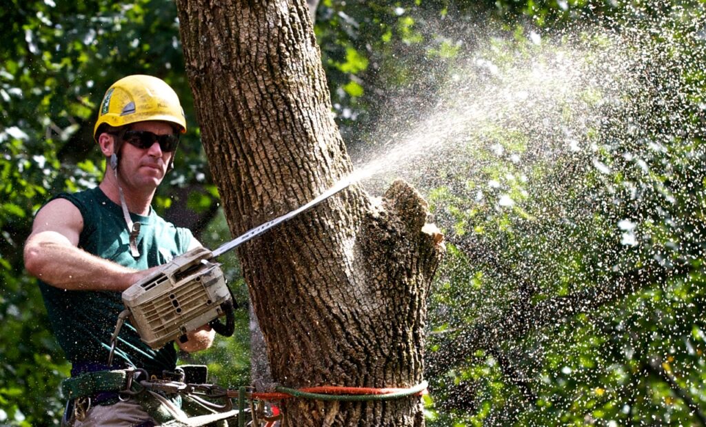 Tree Trimming-Experts-Pro Tree Trimming & Removal Team of Greenacres